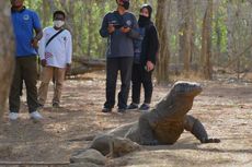 Benarkah Jurassic Park Komodo Ancam Konservasi? Ini Kata Peneliti LIPI