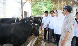 Menilik Budidaya Sapi Wagyu di Jatirejo Farm, Mbak Ita Ungkapkan Harapannya