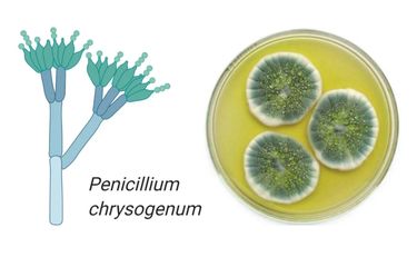 Jamur Penicillium chrysogenum yang menjadi bahan baku antibiotik