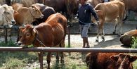 Daya Pikat Koperasi Desa Merah Putih