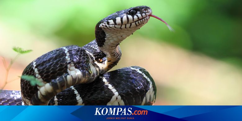 Jerking ayol uchun video