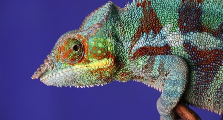 Evolusi Bukan Sejarah Kuno, tapi Terjadi Sekarang di Sekitar Kita