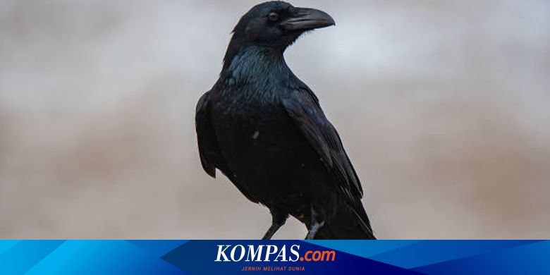 Gagak Berduka Saat Ada Kawanannya Mati