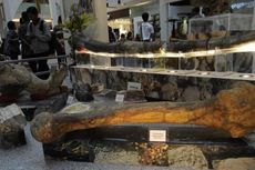Museum Purbakala Sangiran, Tempat Belajar Evolusi Manusia