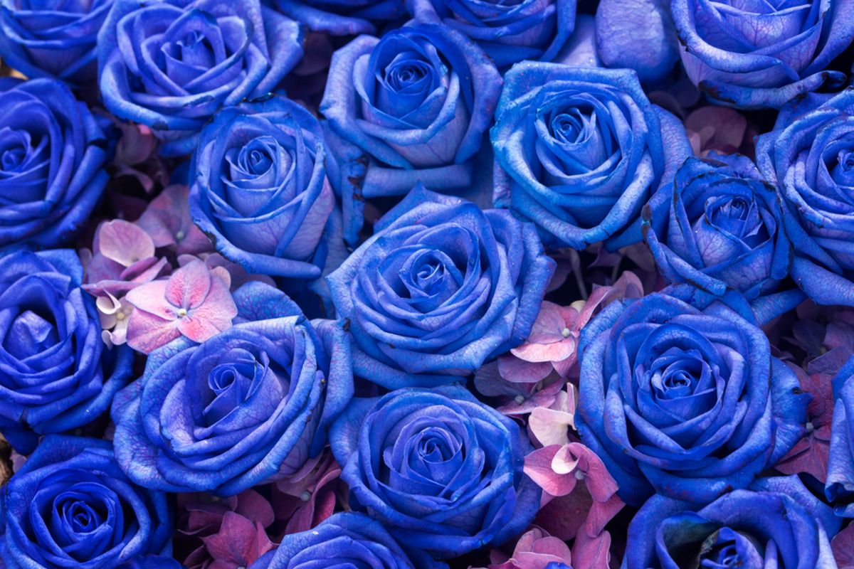 Bunga mawar biru