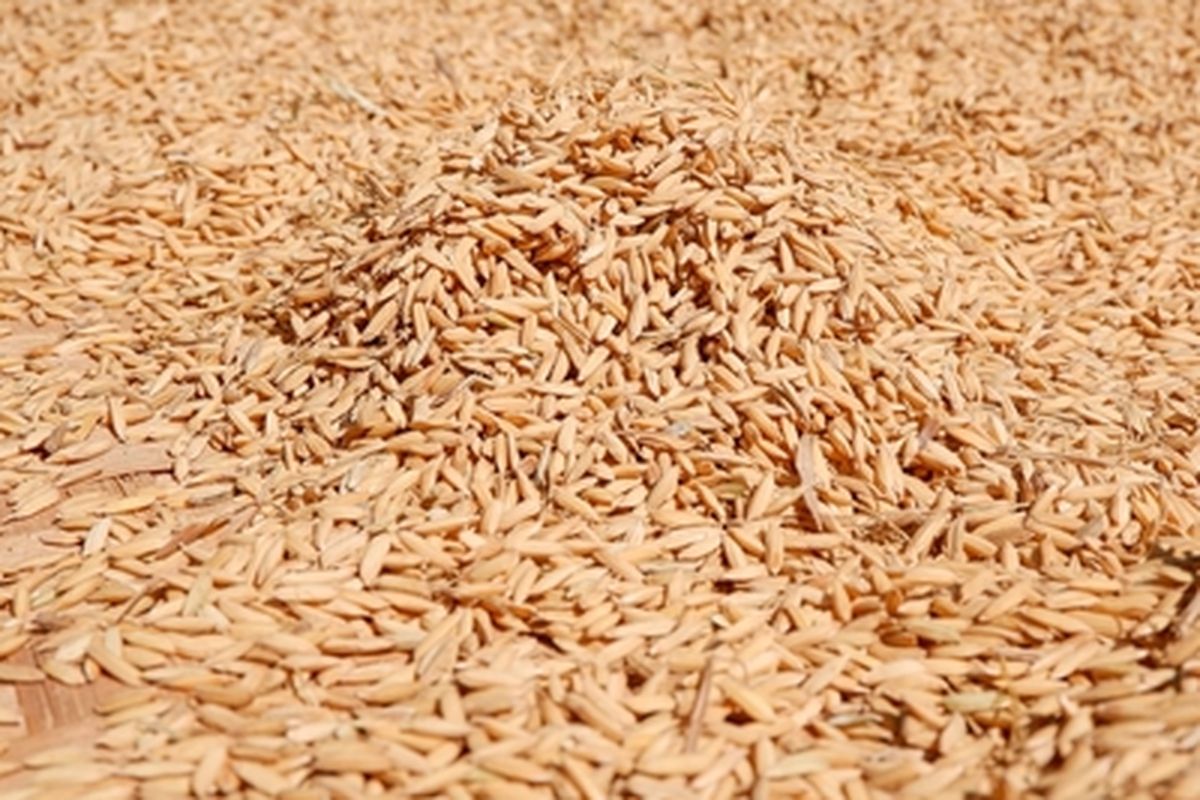 Ilustrasi gabah padi yang telah dipanen