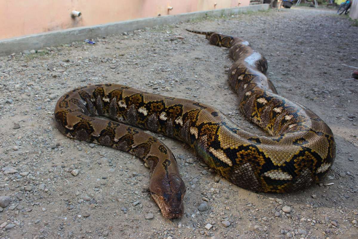 Ilustrasi ular sanca batik