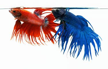 5 Cara Mempercepat Pertumbuhan Sirip Ikan Cupang yang Rusak ...