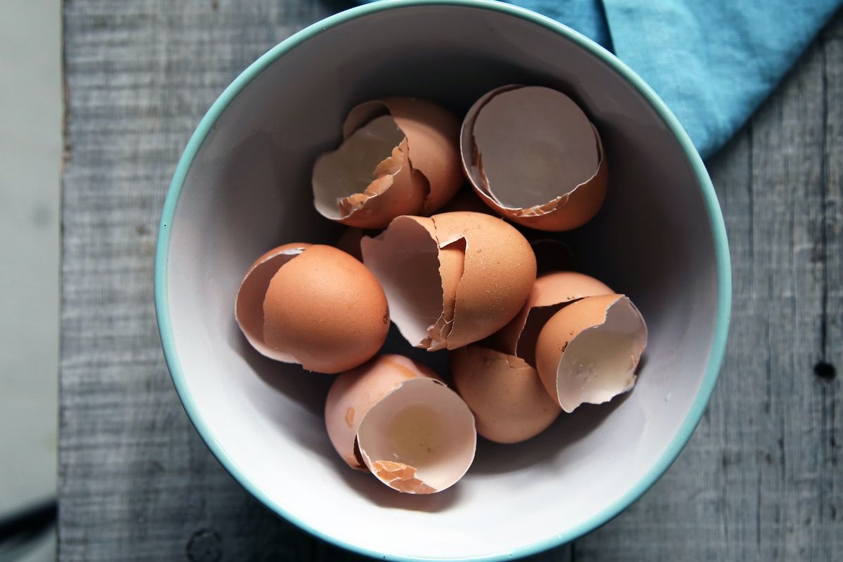 Ilustrasi cangkang telur. 