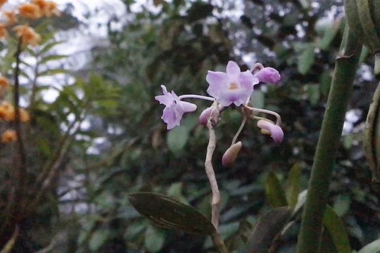 Widya Kridaningsih, dari pihak pengelola kawasan TNGM, mengaku sangat mengapresiasi keinginan Musimin menjadikan kawasan peruntukan konservasi hutan merapi sebagai museum hidup untuk habitat anggrek dan flora-fauna lainnya. 