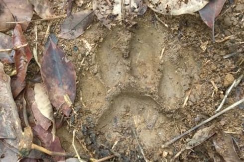 Banyak Sapi Ditemukan Mati di Kebun, Diduga Diserang Harimau