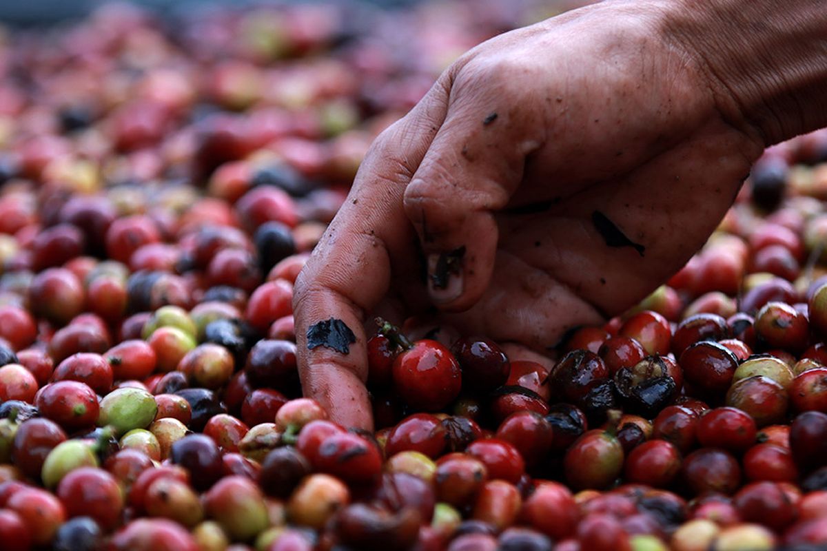 Foto dirilis Selasa (16/3/2021), memperlihatkan petani membersihkan biji kopi arabika Gayo yang baru dipanen sebelum proses penjemuran di Takengon, Aceh Tengah, Aceh. Pandemi Covid-19 yang juga telah merambah dataran tinggi Gayo di Aceh tidak menyurutkan semangat para petani kopi arabika di daerah itu untuk terus meningkatkan produksi yang permintaannya kembali meningkat di pasar internasional.