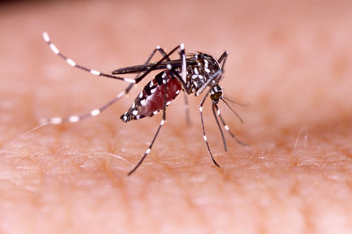 Ilustrasi nyamuk Aedes aegypti penyebab demam berdarah (DBD), zika, chikungunya. Nyamuk ini, khususnya nyamuk betina menjadi vektor virus arbovirus, yakni virus penyebab penyakit-penyakit tersebut.