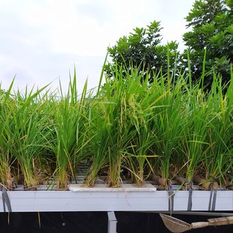 Ilustrasi padi hidroponik, menanam padi dengan sistem hidroponik. 