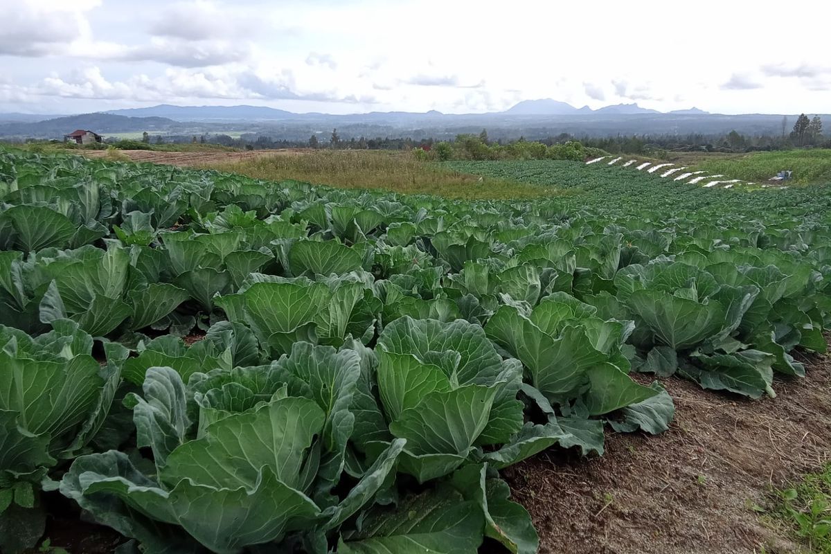 Kawasan Food Estate di Desa Ria Ria, kecamatan Pollung, kabupaten Humbahas, Kamis (30/1/2023)