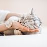 Cara Memeriksa Suhu Tubuh Kucing Peliharaan