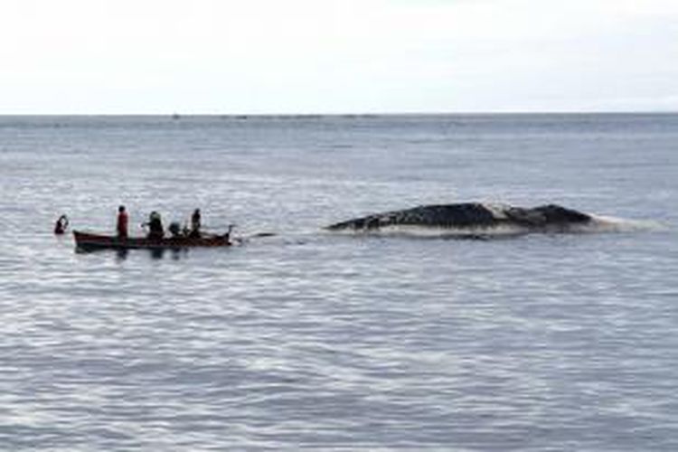 Beberapa warga dengan menggunakan perahu mencoba mendekat ke bangkai ikan paus yang terdampar di pantai Minahasa.