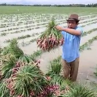 Petani di Kecamatan Wanasari Brebes saat panen dini bawang merah akibat terendam banjir, Sabtu (16/7/2022)
