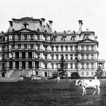 Sapi bernama Pauline milik Presiden ke-27 AS William Howard Taft di Gedung Putih. (Congress Library)