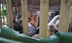 Mentan Sasar 14 Ribu Rumah Tangga Miskin di Lumajang