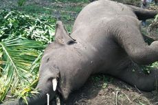 Mengamuk di Permukiman, Seekor Gajah Mati Setelah Minum Cairan Berbahaya