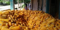 Begini Hitungan Kementan Soal Surplus Produksi Jagung