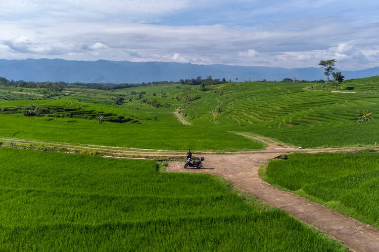 Hamparan Sawah di Ubudnya Wonogiri, Kecamatan Jatipurno, Kamis (1/2/2024)