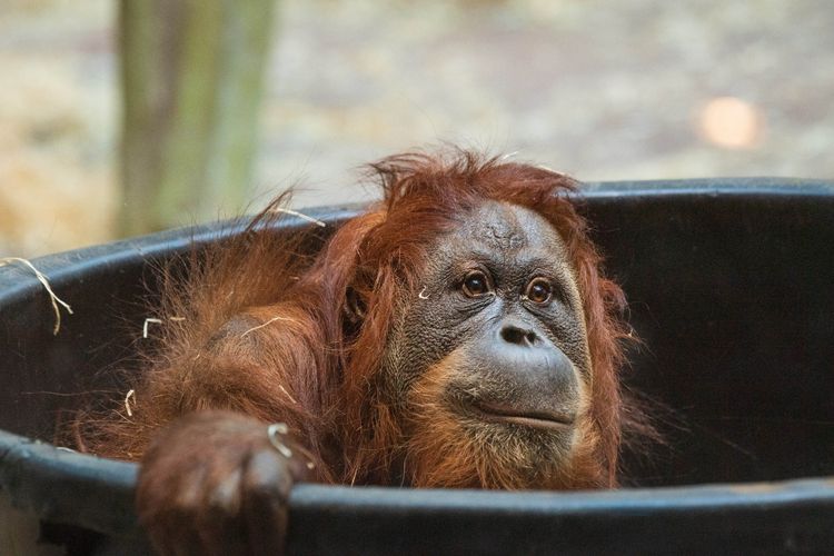 Kebun Binatang Basel Kekeh Akan Tetap Bunuh Bayi Orang Utan jika Induknya Mati