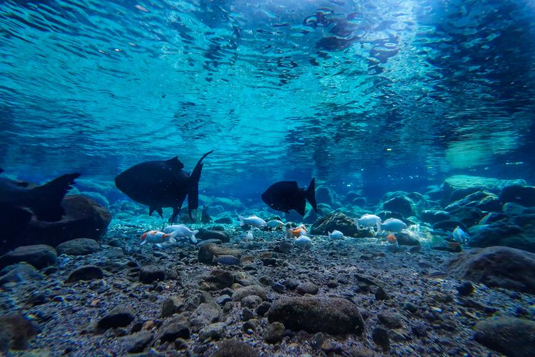 Rombongan ikan di Umbul Kapilaler, Klaten, Jawa Tengah, Kamis (16/11/2023).