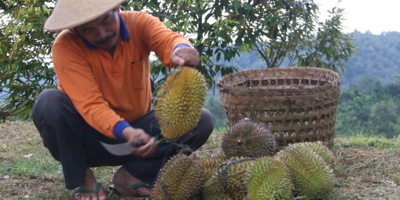 Petani memetik durian di Desa Banjaroya.