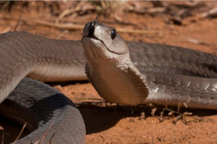 Ular black mamba (Dendroaspis polylepis).