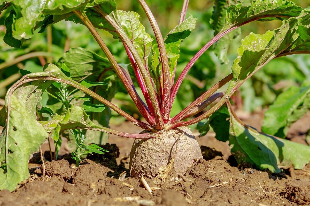 Ilustrasi menanam buah bit. 