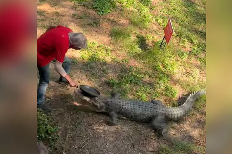 Tangkapan layar dari video yang merekam seorang pemilik pub di Australia, Kai Hansen, melawan buaya dengan panci penggorengan.