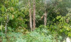 Dilema Pemanfaatan Dana Karbon di Pedalaman Kalimantan...