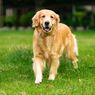 Anjing Golden Retriever dan Labrador Retriever, Apa Bedanya? 