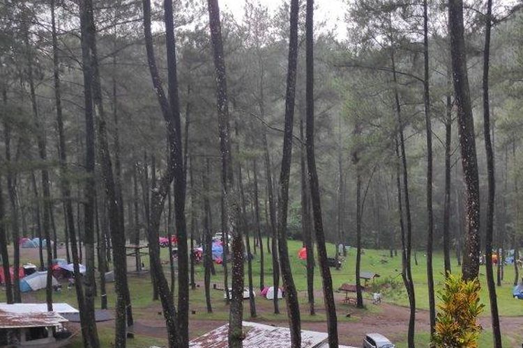 Hutan Pinus Loji Blitar adalah salah satu wisata alam di Blitar, Jawa Timur.