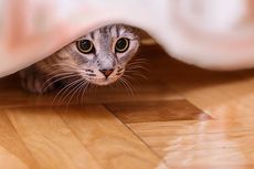 Alasan Kucing Peliharaan Tiba-tiba Bersembunyi dan Cara Mengatasinya