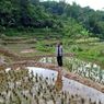 Sarankan Petani Bali Ikut Asuransi Pertanian, Dirjen PSP: Gagal Panen Dapat Rp 6 Juta Per Hektar