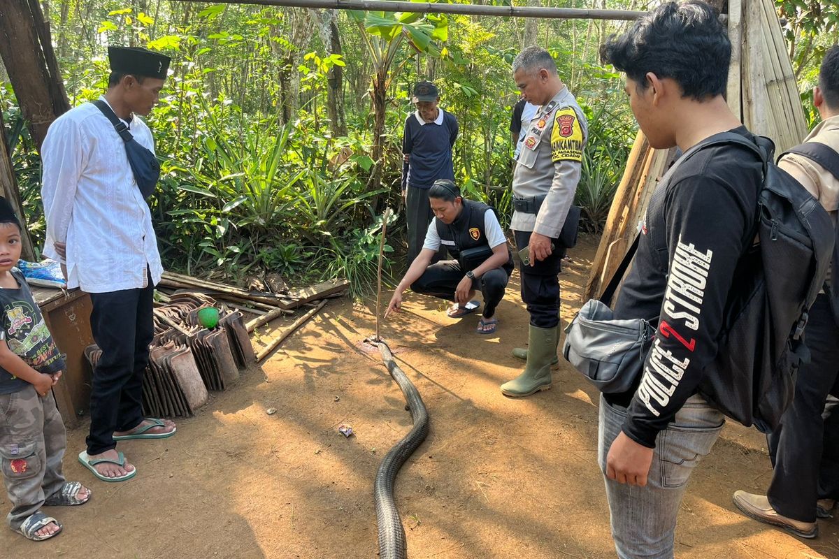 Foto menunjukkan ular kobra sepanjang 4 meter tewas tertancap kayu pada bagian kepala, Senin (6/10/2025)