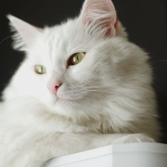 Turkish Angora