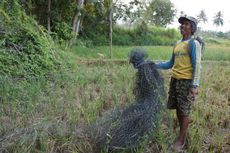 Kemarau Panjang, Kawanan Monyet Turun Gunung dan Rusak Sawah Warga Lumajang 