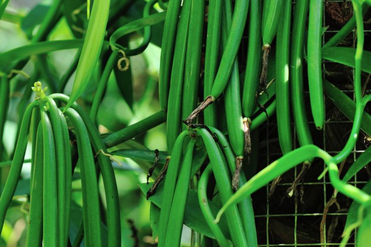 Ilustrasi vanili, tanaman vanili, budidaya vanili. 