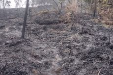 Kebakaran Gunung Sumbing Padam Setelah Hanguskan 240 Hektar 