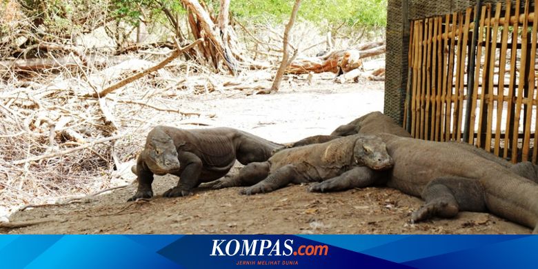 Viktor Laiskodat Komodo Itu Hanya Di Ntt Tak Ada Di Tempat Lain Halaman All Kompas Com