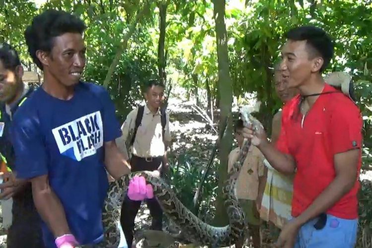 Warga Desa Paddinging, Kecamatan Sanrobone, Kabupaten Takalar, Sulawesi Selatan berhasil menangkap ular piton yang hendak memangsa ternak. Sabtu, (8/4/2017).