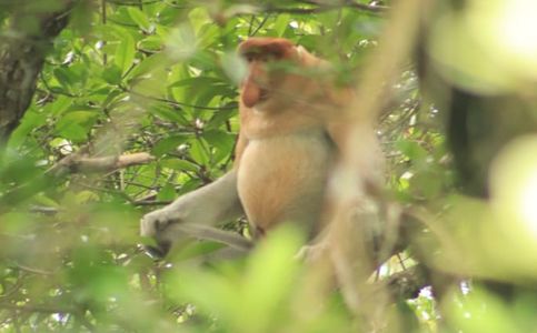 BelagaOne: A Proboscis Monkey Sanctuary in North Kalimantan, Indonesia