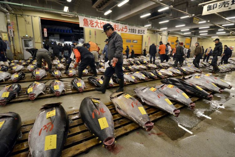 Pelelangan tuna menjelang pagi di Pasar Tsukiji, Tokyo.  