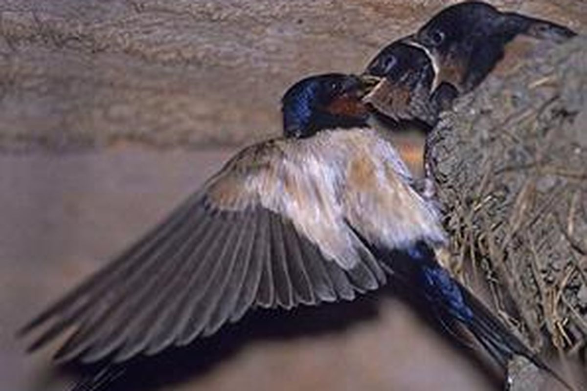 Ilustrasi burung walet.