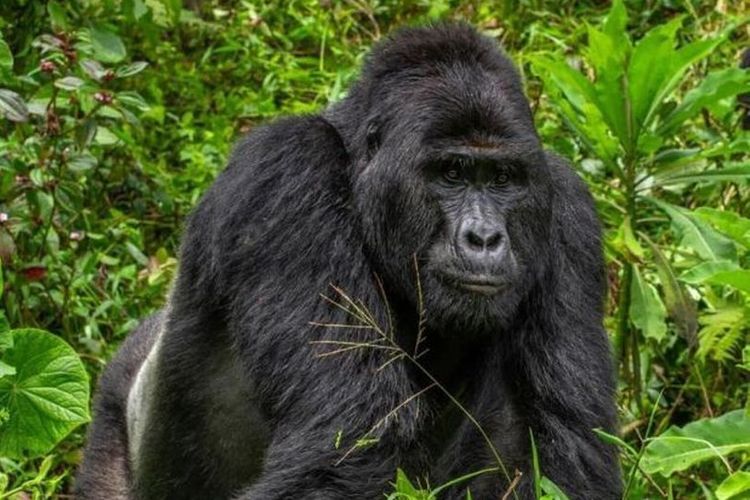 Inilah Rafiki, seekor gorila gunung yang terkenal di Uganda. Pada awal Juni dia mati setelah ditombak oleh pemburu. Otoritas dengan cepat menangkap empat orang yang diyakini merupakan pelakunya.