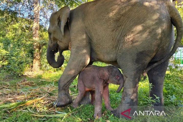 Anak gajah sumatera yang baru saja lahir bersama induknya bernama Yulia di Taman Nasional Way Kambas Lampung, Jumat (5/12/2025).